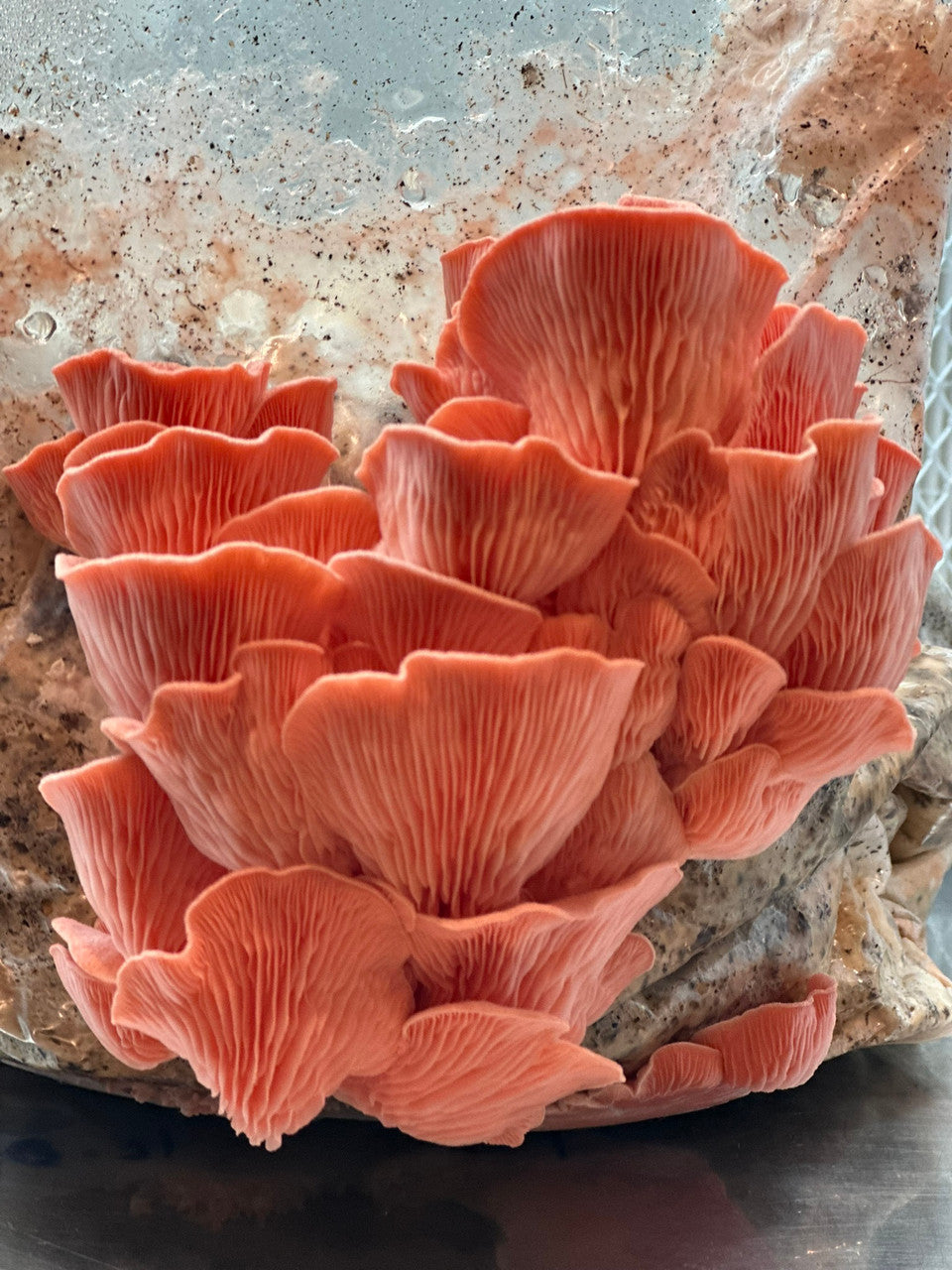 Pink Oyster